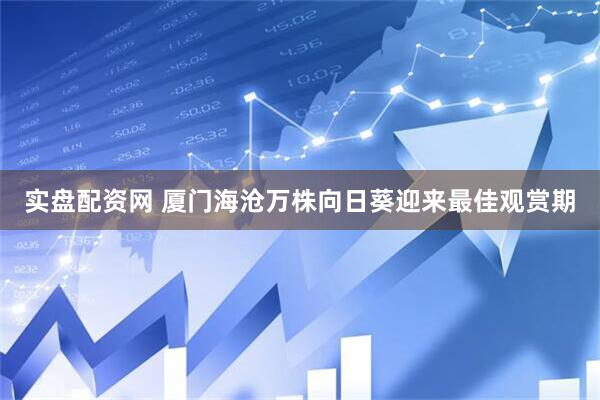 实盘配资网 厦门海沧万株向日葵迎来最佳观赏期