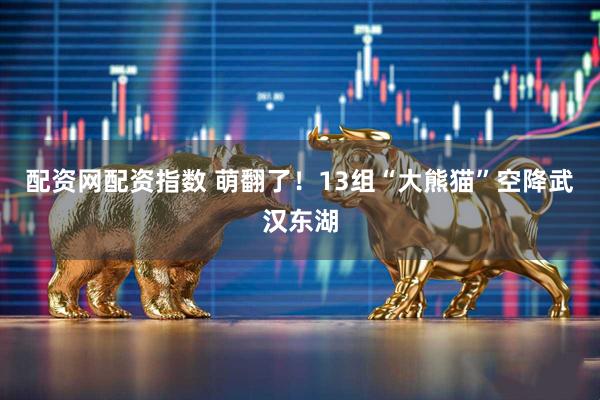 配资网配资指数 萌翻了！13组“大熊猫”空降武汉东湖